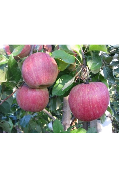 Яблуня домашня Фуджі Фубракс купити